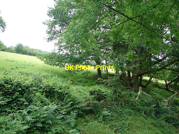 Photo 6"x4" Pasture, ferns and trees at Caen-hen Abercegir c2007