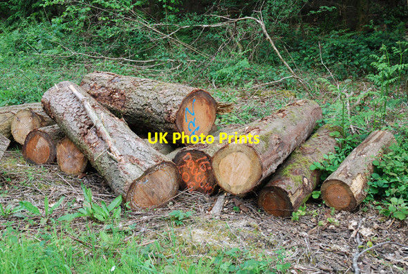 Photo 6"x4" Here lies Douglas Little Langford\/SU0436 c2007