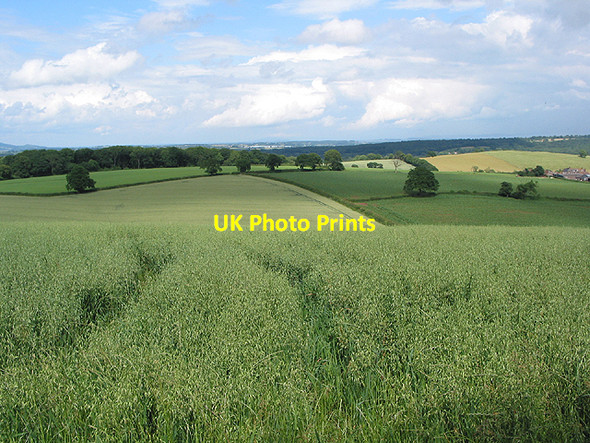 Photo 6"x4" Oat crop, Linton Hill Linton Hill\/SO6624 c2007