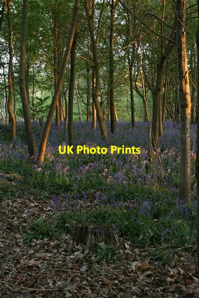 Photo 6"x4" Bluebells, Sisland Carr Sisland c2007