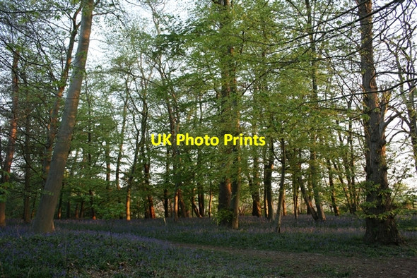 Photo 6"x4" Trees and bluebells, Sisland Carr Sisland c2007