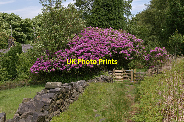 Photo 6"x4" The track to Butterworth Brow Brinscall c2007