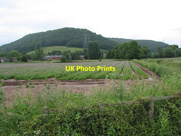 Photo 6"x4" Potato crop, Coughton Coughton\/SO5921 c2007