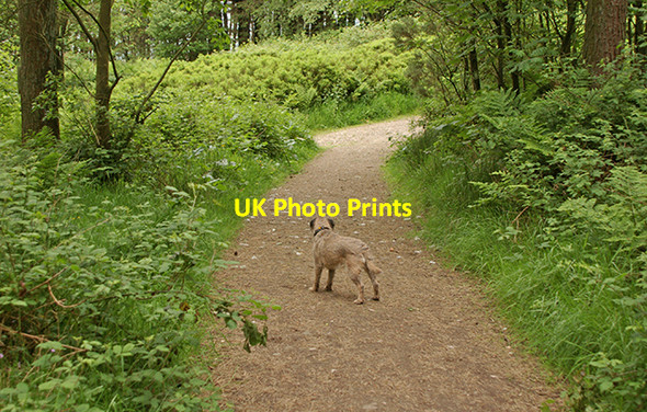 Photo 6"x4" Path in Shield Wood Whitechapel\/SD5541 c2007