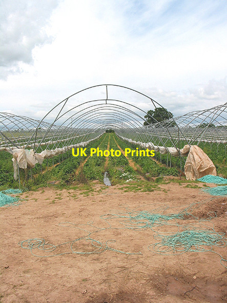 Photo 6"x4" Skeletal poytunnels, Hom Green Ross-on-Wye c2007