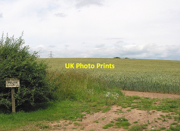 Photo 6"x4" Wheat crop near private road to The Callow Brelston Green c2007