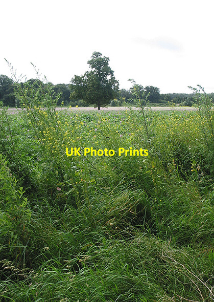 Photo 6"x4" Crop field from the footpath Ross-on-Wye c2007