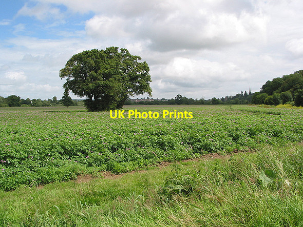 Photo 6"x4" Healthy crop of potatoes Ross-on-Wye c2007