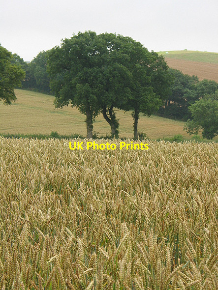 Photo 6"x4" Wheat crop near Withymoor Farm Beavan's Hill c2007