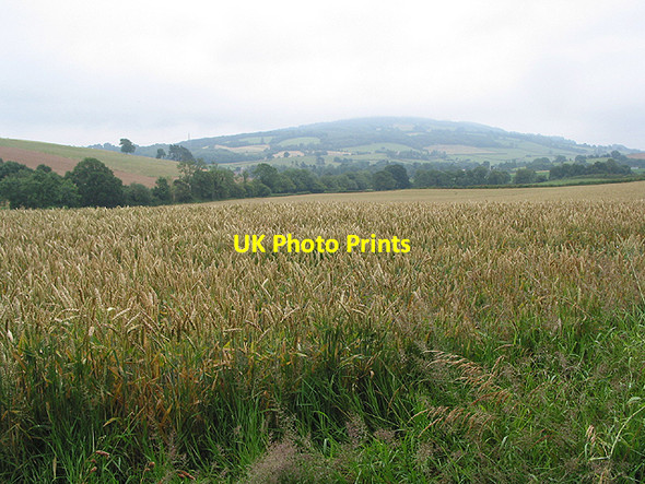 Photo 6"x4" View across the wheat to May Hill Beavan's Hill c2007
