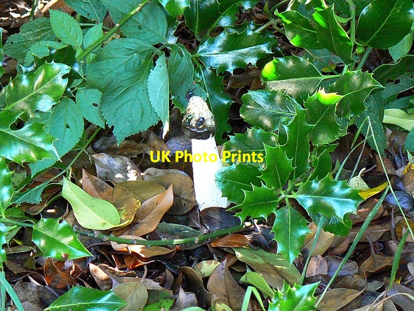 Photo 6"x4" Stinkhorn, St Andrew's churchyard, Wootton Rivers Cuckoo's Knob c2007