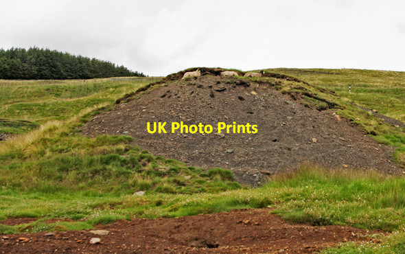 Photo 6"x4" Sheep on spoil heap Blagill c2007