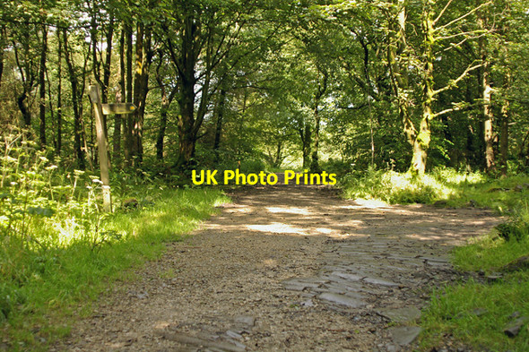 Photo 6"x4" Tracks meet in Tockholes Plantation Abbey Village c2007