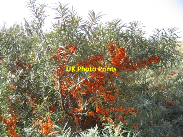 Photo 6"x4" Sea Buckthorn on Samphire Hoe Farthingloe c2006