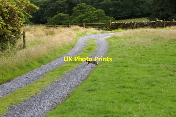 Photo 6"x4" Run rabbit run Abbeystead c2007
