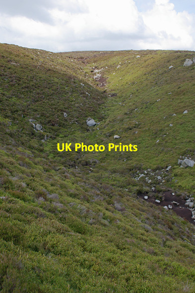 Photo 6"x4" Grizedale Head Hare Appletree c2007