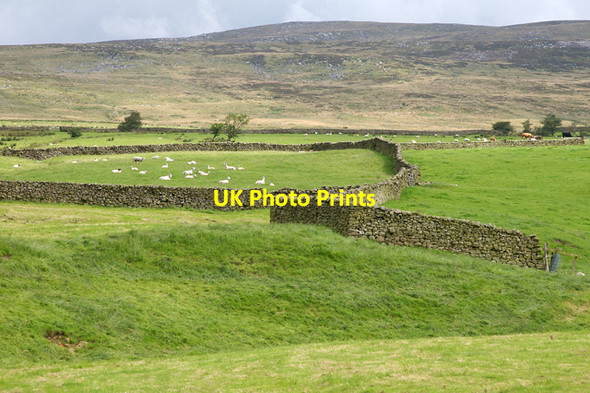 Photo 6"x4" Walled fields Tarnbrook c2007
