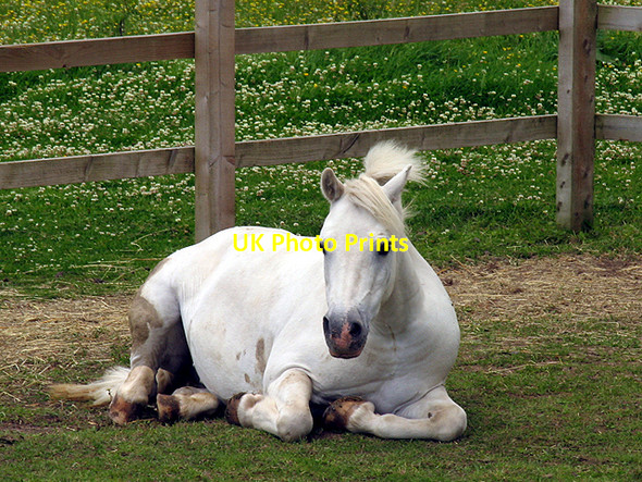Photo 6"x4" Pony at Wilton Windmill Wilton\/SU2661 c2007
