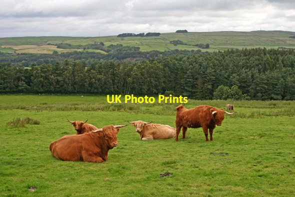 Photo 6"x4" Highland cattle Plenmeller c2007