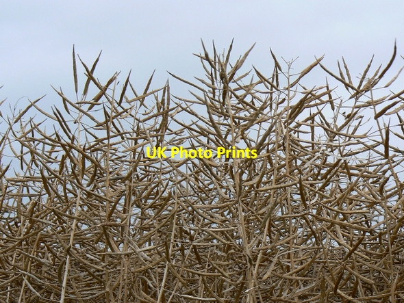 Photo 6"x4" Oilseed rape up close, near Winterbourne Bassett Winterbourne Bassett c2007