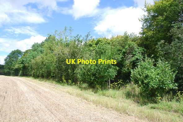 Photo 6"x4" Edge of Little Gilbert's Copse Shute End c2007