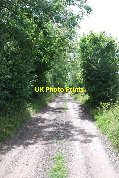 Photo 6"x4" Track past Little Gilbert's Copse Shute End c2007
