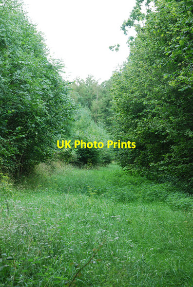 Photo 6"x4" Track leading into Little Gilbert's Copse Shute End c2007