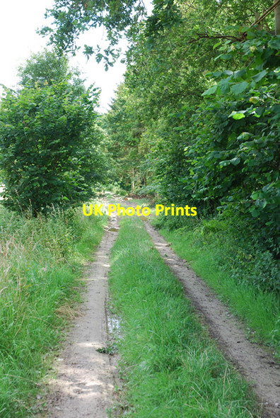 Photo 6"x4" Track past Crendle Bottom Copse Shute End c2007