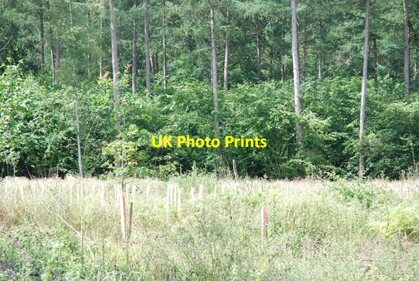 Photo 6"x4" Reforestation in Crendle Bottom Copse Shute End c2007