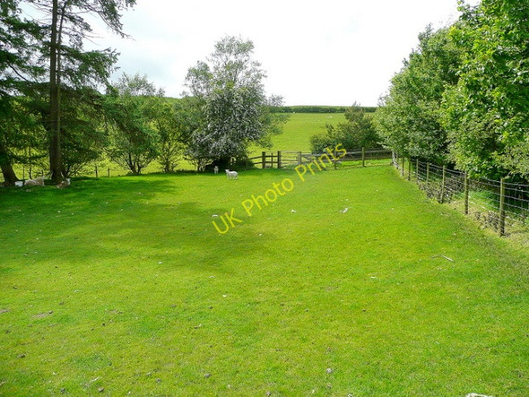 Photo 6"x4" Lambs in protected pasture Cefn Coch\/SJ0402 c2009