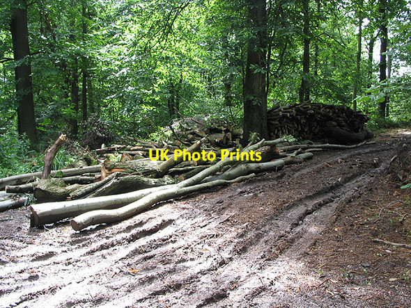 Photo 6"x4" Felled timber on The Penyard Ross-on-Wye c2007