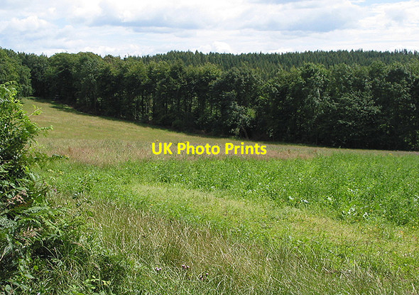 Photo 6"x4" The treeline near Lawns Farm Ross-on-Wye c2007