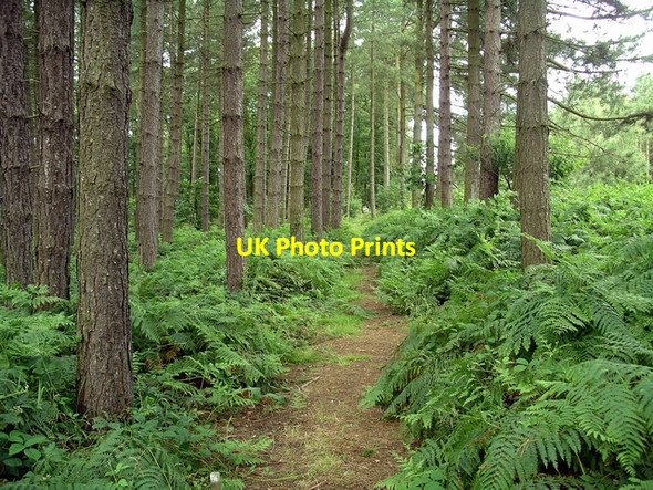 Photo 6"x4" Sherwood Pines Kings Clipstone c2007