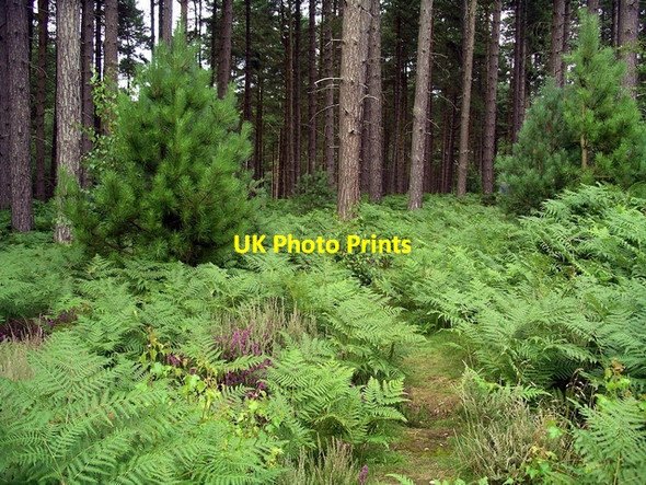 Photo 6"x4" Bracken and heather Kings Clipstone c2007
