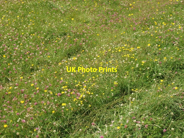 Photo 6"x4" Clover and hawkbits Lewknor c2007