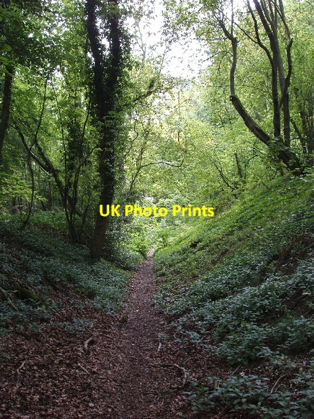 Photo 6"x4" Footpath through beeches of Aston Wood Kingston Blount c2007