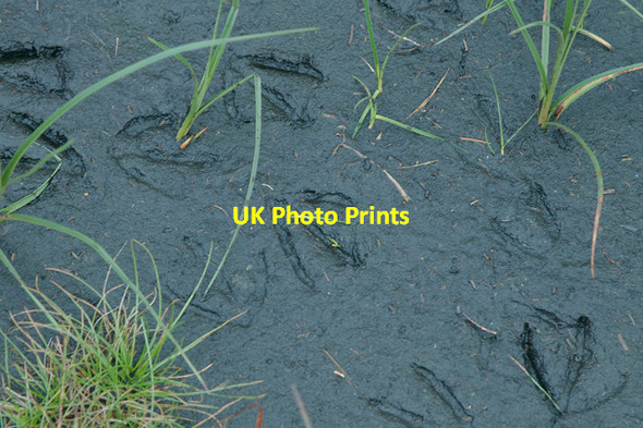 Photo 6"x4" Footprints in the peat Tarnbrook c2007