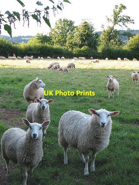 Photo 6"x4" Curious sheep Bromsash c2007