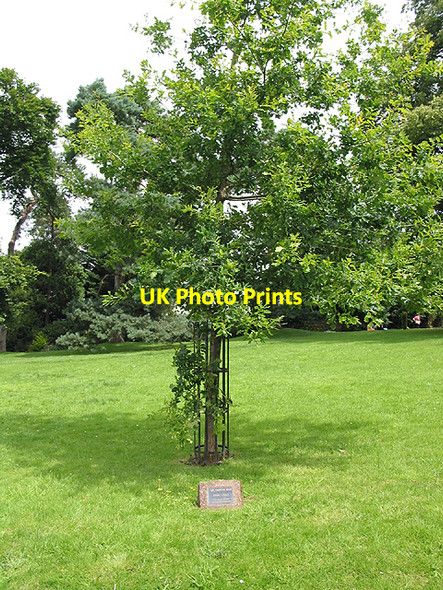 Photo 6"x4" Korean War Memorial - Oak Tree Ross-on-Wye c2007