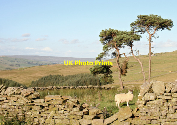 Photo 6"x4" Lamb in a copse Daddry Shield c2007