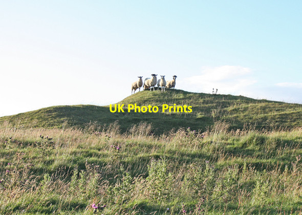 Photo 6"x4" A bunch of sheep come over the crest Daddry Shield c2007