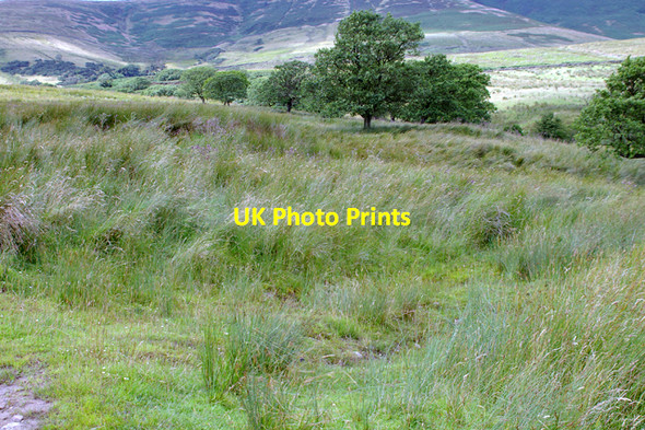 Photo 6"x4" Rathera Clough Fair Oak\/SD6446 c2007