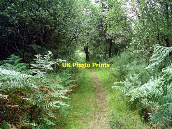 Photo 6"x4" Riverside path Mossdale\/NX6670 c2007
