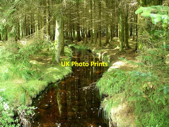 Photo 6"x4" Lowring Burn Otter Poo c2007