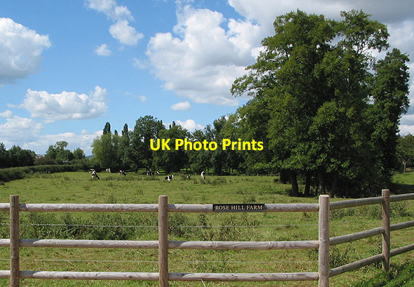 Photo 6"x4" Grazing land at Rose Hill Farm Hallwood Green c2007