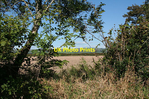 Photo 6"x4" Charles: over a hedge Brayford c2007