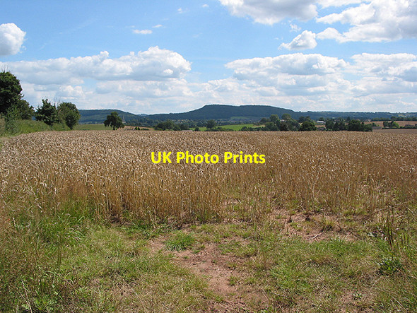 Photo 6"x4" Wheat crop at Wyelea Ross-on-Wye c2007