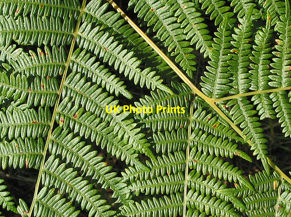 Photo 6"x4" Bracken by the roadside Dursley Cross c2007