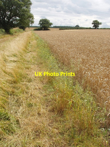 Photo 6"x4" Ripe wheat and track, Yardley Hastings Yardley Hastings c2007