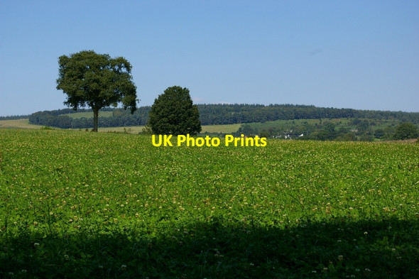 Photo 6"x4" Clover field Bircher c2007